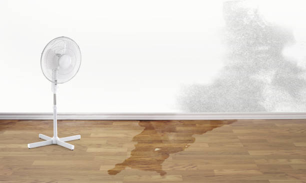 Best Professional water damage repair  in Watsessing, NJ